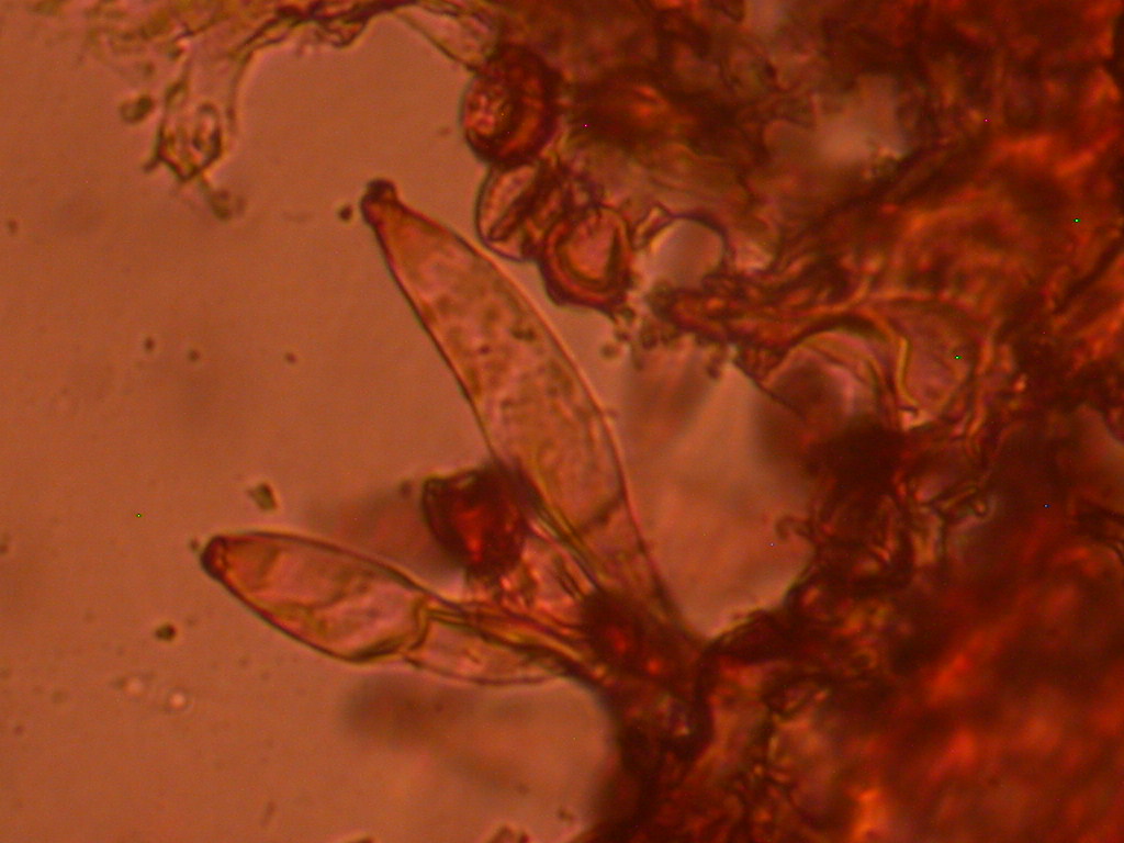 Hypocreopsis lichenoides
